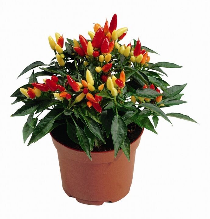 Pimiento Capsicum capsicum en HondroFrost para la poliartritis
